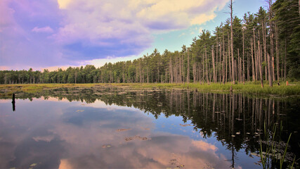 reflection of trees in the lake
