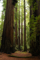 Red woods bosque