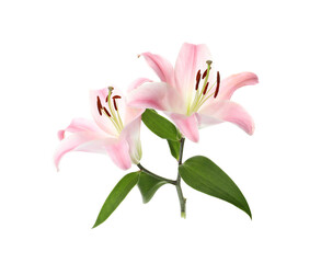 Beautiful lily plant with pink flowers isolated on white