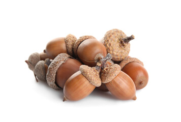 Pile of brown acorns on white background