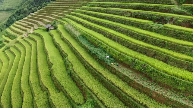 Aerial Panning Shot Of Farmer Working At Terrace Filed - Mu Cang Chai, Vietnam
