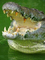 Obraz premium alligator in the swamp