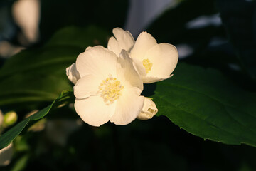 Obraz na płótnie Canvas Closeup view of beautiful blooming white jasmine shrub outdoors on sunny day