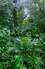 Parque Nacional da Serra dos Orgãos. Rio de Janeiro.