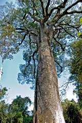 Fototapeta premium Arvore Jequitiba-rosa ( Cariniana legalis). Parque Estadual Vassununga. Santa Rita do Passa Quatro. Sao Paulo. Brasil