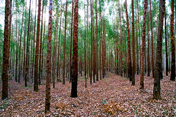 Arvore reflorestamento de pinus. Minas Gerais. Brasil