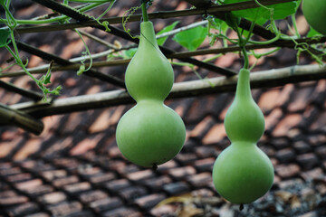 Calabash or bottle gourd, green fruit grows in the garden.