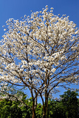 Fototapeta premium Árvore Ipê-branco. Sao Paulo
