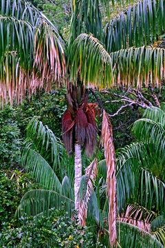 Arvore Palmeira Patu&aacute; ( Oenocarpus bataua). Amazonas. Brasil