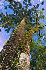 Fototapeta premium Floresta de araucárias ( Araucária angustifolia). Turvo. Paraná. Brasil
