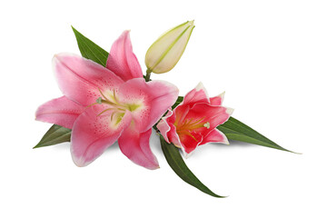 Obraz na płótnie Canvas Beautiful pink lily flowers on white background