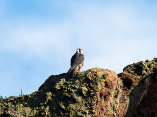 ハヤブサ幼鳥(Peregrine Falcon)