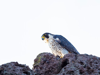 ハヤブサ成鳥(Peregrine Falcon)