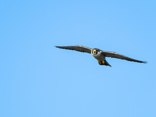 ハヤブサ成鳥の飛翔(Peregrine Falcon)