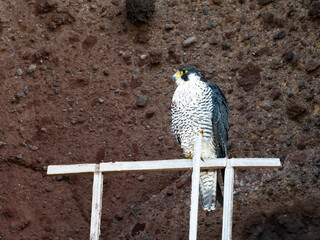 ハヤブサ成鳥(Peregrine Falcon)