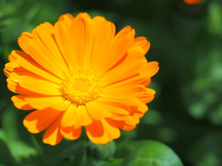 かわいいキンセンカの花