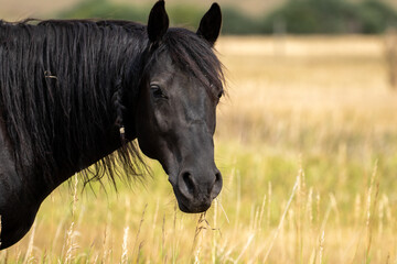 Beautiful Black Horse in Open Meadow