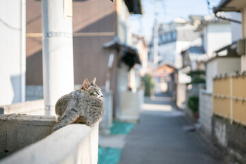 路地裏の猫