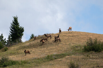 Wild Elk Herd on a Hill in Montana