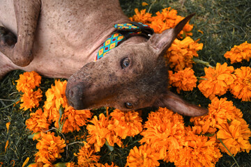 xoloitzcuintle
