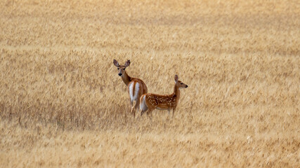 Wild Deer in Montana Open Pasture