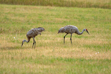 Crane in Open Field, Bozeman Montana Wild Birds
