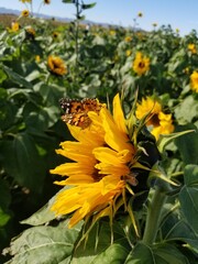 sunflower on a field