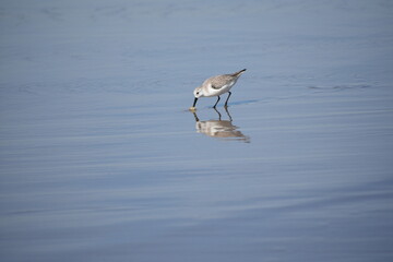 western sandpiper in water