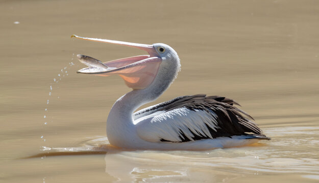 Pelican catching fish in Cooper creek, South Australia.