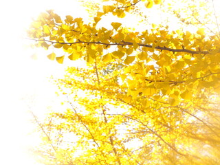 黄色く色づいた銀杏の木
