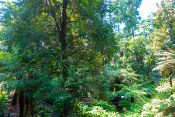 オーストラリアのメルボルンの観光名所を旅行する風景 Scenes from a Trip to Melbourne, Australia