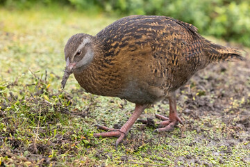 pheasant in the grass