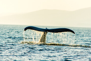 Whale diving into the Saint Lawrence in Québec © Kevin
