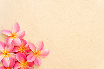 Blossom pink plumeria or frangipani flower on sand beach background. Copy space.