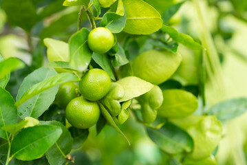 fresh ripe lime fruits hanging on tree in farm