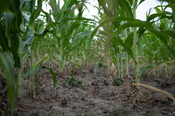 Natural background with growing leaves of corn.