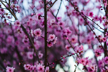 Cherry blossoms in bloom