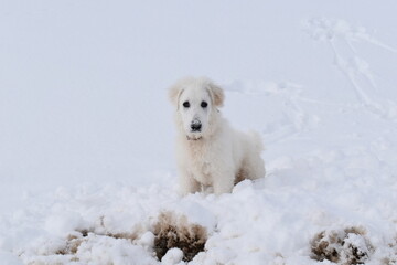 chien des Pyrénés