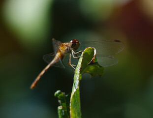 dragonfly on a green leaf