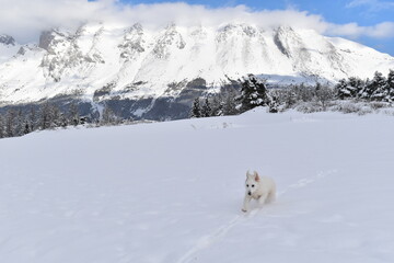 chien des Pyr&eacute;n&eacute;es