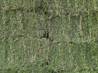 grass beautiful background and texture 