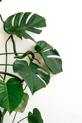 Branches and leaves of monstera on the background of a white wall.Natural background.Selective focus. © Tatyana