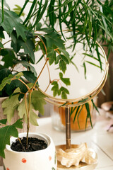 Potted houseplants and mirror in a decorative frame on the table in home interior.Biophillia design.Urban jungle.Selective focus, close up.