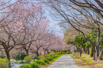 咲き始めた公園の桜