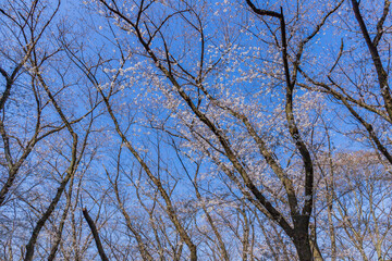 咲き始めた桜