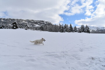 chien des Pyr&eacute;n&eacute;es
