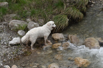 chien des Pyr&eacute;n&eacute;es