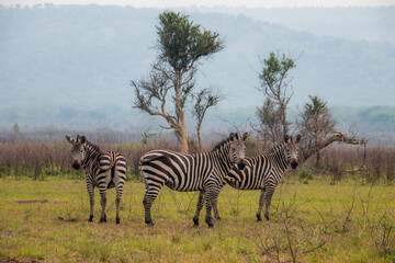 Fototapeta na wymiar A wide shot of wild Zebra in grass in Rwanda, Africa