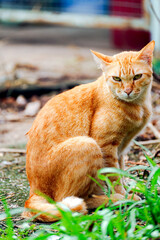 A cute short-haired orange cat is staring at something.