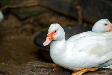 A big white duck is on the farm.